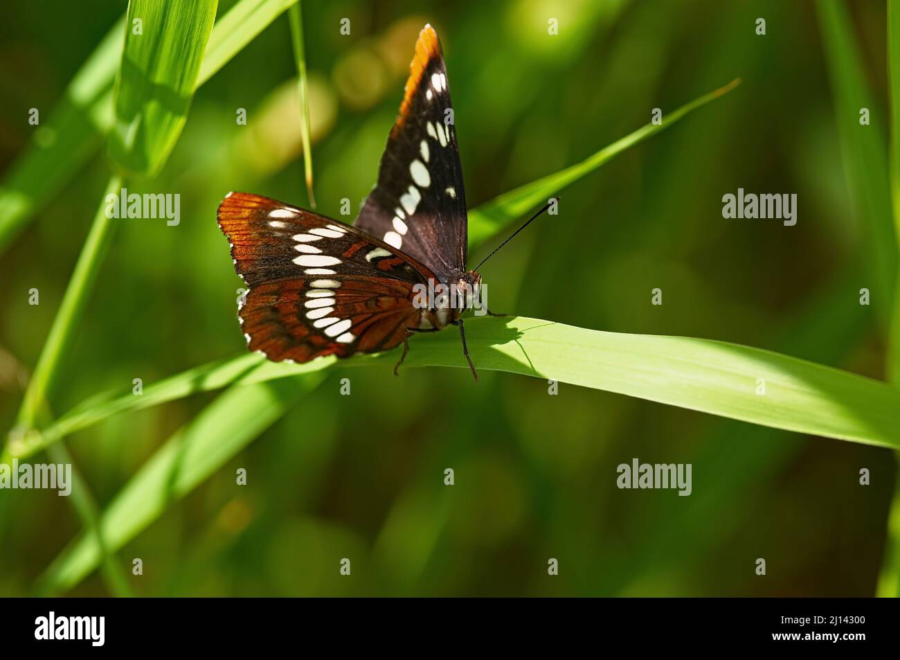 A Lorquin`s Admiral butterfly (Limenitis lorquini) - female perched upon a blade of grass. Stock Photo